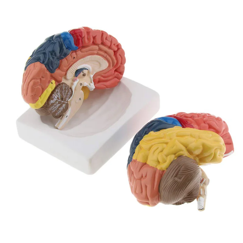 Medical Lab Supplies - Life Size Anatomical Human Brain Model