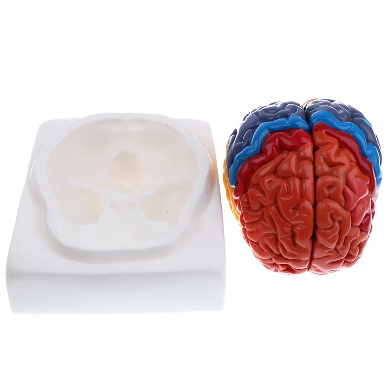 Life Size Anatomical Human Bra - Medical Lab Supplies recension och pris
