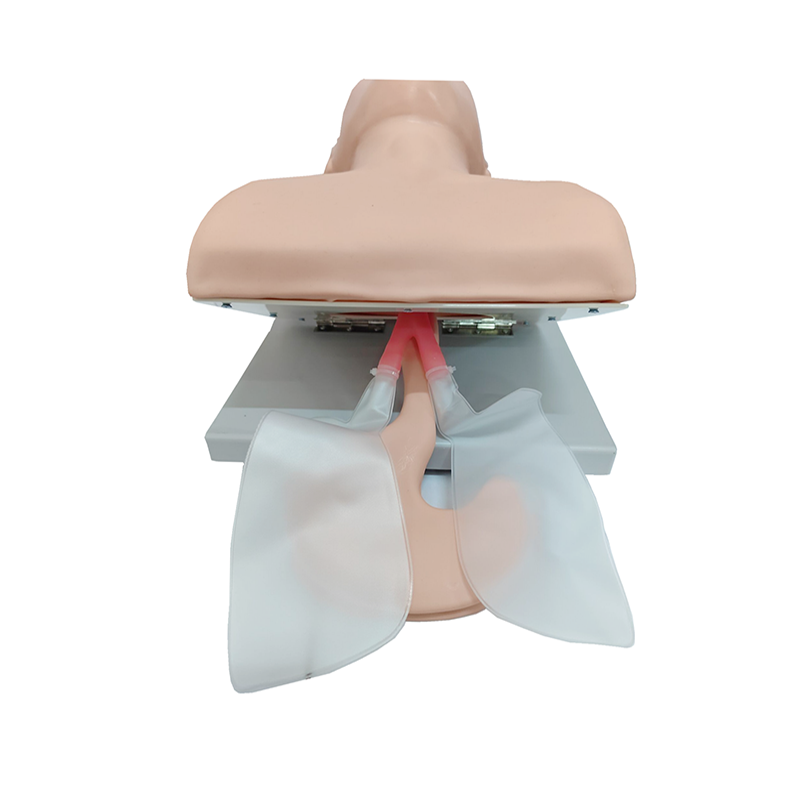 PVC Adult Intubation Manikin T - Medical Lab Management recension och pris